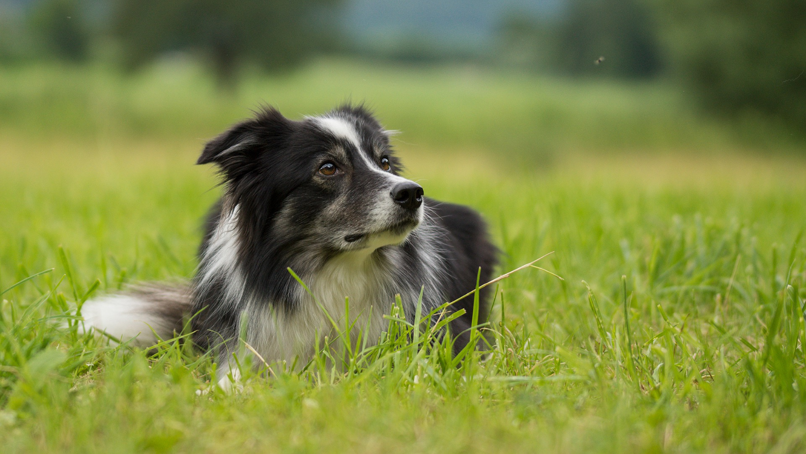 Cani che mangiano erba: a cosa è dovuto?