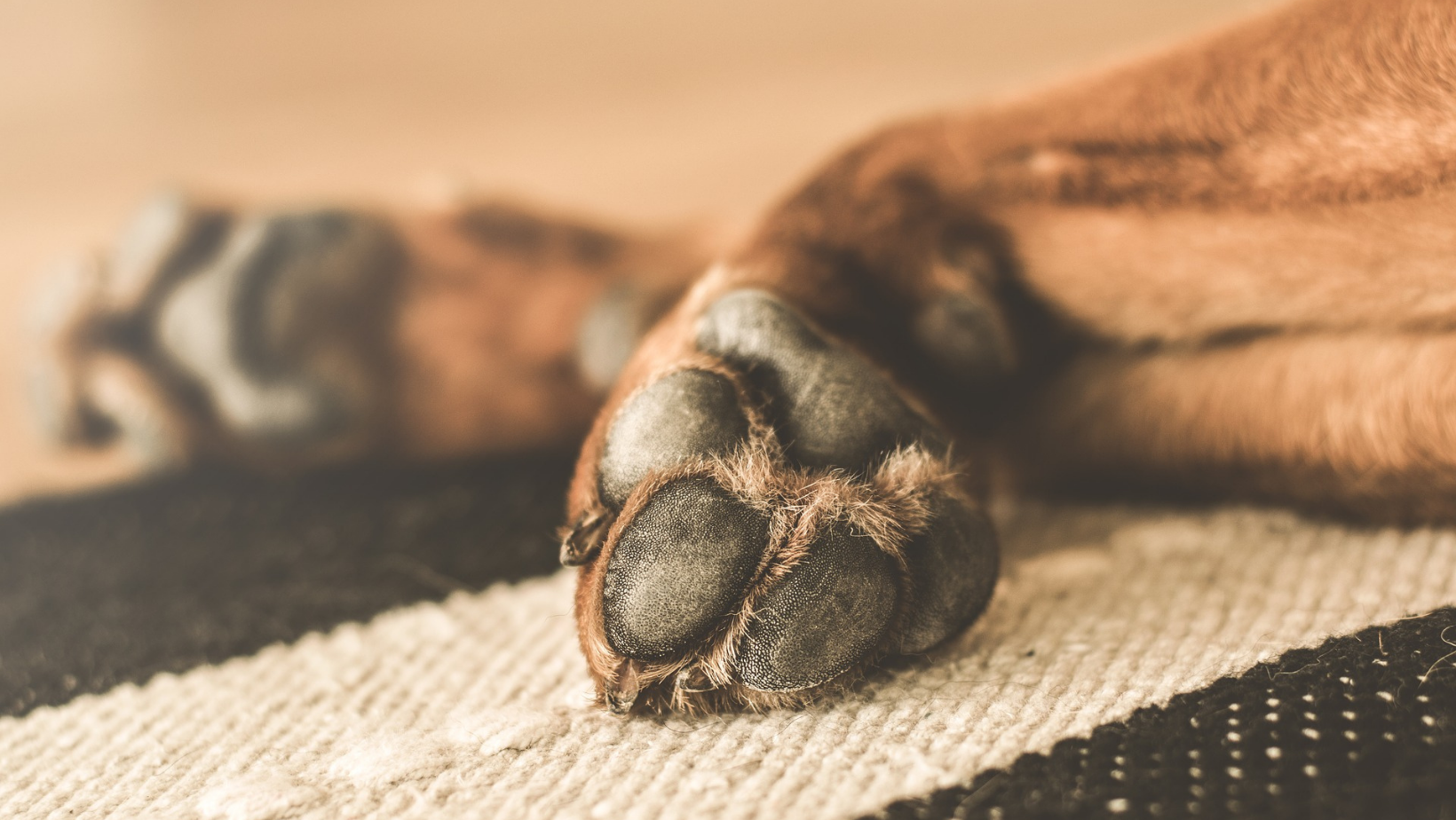Cuscinetti plantari del cane: consigli utili per prendersene cura