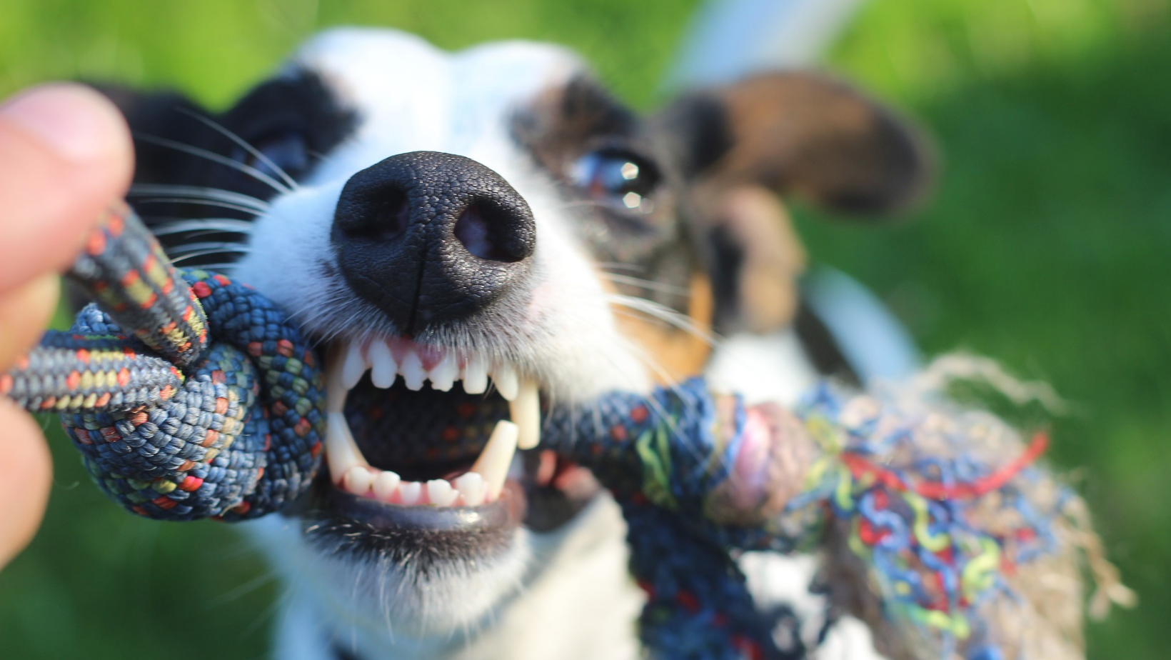 Scopri di più sull'articolo Lavare i denti al cane: come?