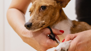 Scopri di più sull'articolo Tagliare le unghie al cane: consigli
