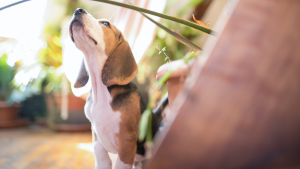 Scopri di più sull'articolo I cani e il caldo: come comportarsi