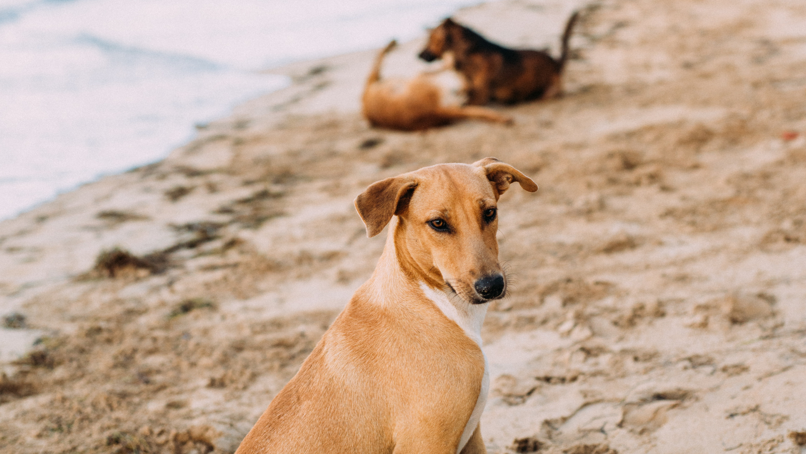 Al momento stai visualizzando Cani e spiaggia: alcuni pratici consigli